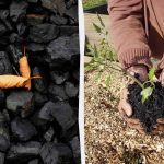 4 uventede måder at bruge trækul på i haven 4 uventede måder at bruge trækul på i haven