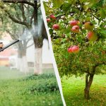 Bladlus vil aldrig røre æbletræer igen: en effektiv løsning med