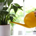 En fredelig lilje holder op med at gulne og genoplives på få timer: den gennemprøvede metode En fredelig lilje holder op med at gulne og genoplives