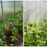 En rekordhøst vil overraske selv naboerne: Sådan fugter du hurtigt