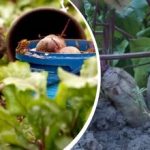 Enkel handling i august: En gartner fortalte, hvordan man gør rødbeder søde og saftige Enkel handling i august: En gartner fortalte, hvordan man gør