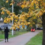 Gartnere har udpeget 6 træer, du aldrig bør plante i din have Gartnere har udpeget 6 træer, du aldrig bør plante i