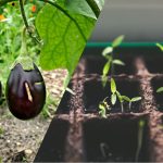 Høst før dine naboer: Hvordan og hvornår du skal så