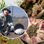 Hvidløg vil vokse som gær: Sådan forbereder du bedene om efteråret Hvidløg vil vokse som gær: Sådan forbereder du bedene om