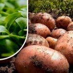 Jorden bliver som fnug: en gartner fortæller, hvad han skal så efter kartoffelhøsten Jorden bliver som fnug: en gartner fortæller, hvad han skal