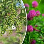 Og du behøver ikke en vejrudsigt: Hvilke planter forudsiger regn? Og du behøver ikke en vejrudsigt: Hvilke planter forudsiger regn?