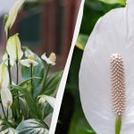 Spathiphyllum vil blomstre i årevis, hvis du holder den væk fra det samme sted om efteråret Spathiphyllum vil blomstre i årevis, hvis du holder den væk