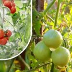 To hundrede gram, og de er modne: En grøntsagsavler delte