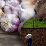 Vinterhvidløg kan ikke lide det: Gartner opdagede hemmeligheden bag det